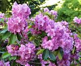 Rhododendron 8T97D-18